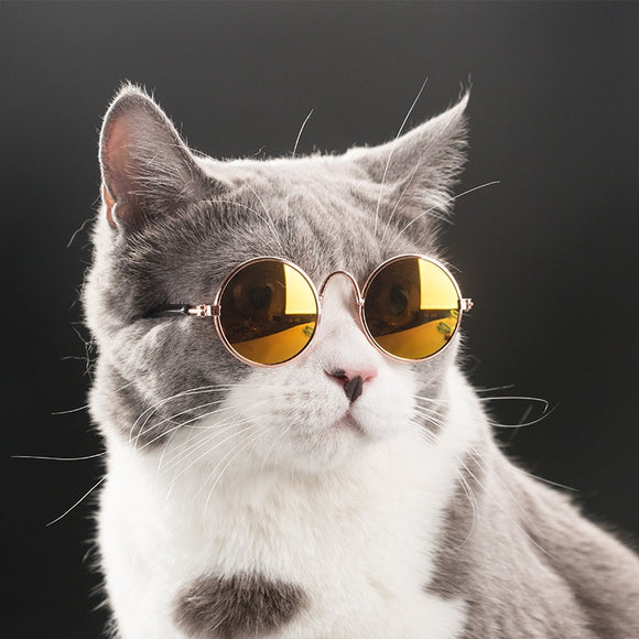 Cat Glasses